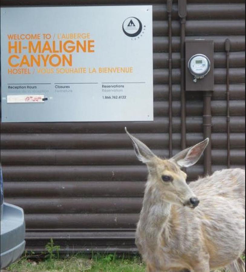 Hi Maligne Canyon - Hostel Jasper Kültér fotó